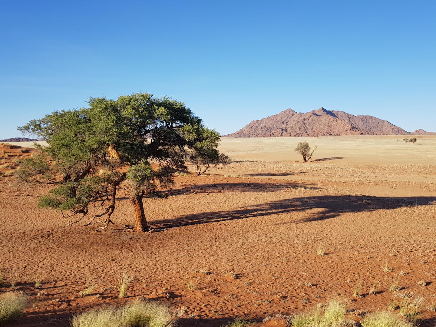 Namibia desert, near Sossusvlei